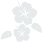 hibiscus image
